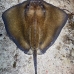 stingray_roughtail_lab_jar_v_0016_cub0446.jpg